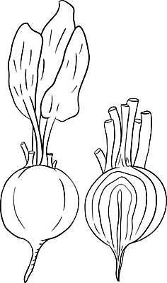 EPS 해외이미지 접시 음식 조각 백그라운드 다이어트 채소 과일 일러스트 재료 건강 미술 빨간색 농장 정원 보라색 식사 저녁식사 수확 흰색 신선 시장 맛 자르기 먹기 유기농 슬라이스 뿌리 점심식사 고립 비트 디톡스 개조 비건 맛있는 해외일러스트 식기 웰빙 컬러 컨셉 농업 모션 문화예술 채식주의자 파일형식 벡터 이미지허브