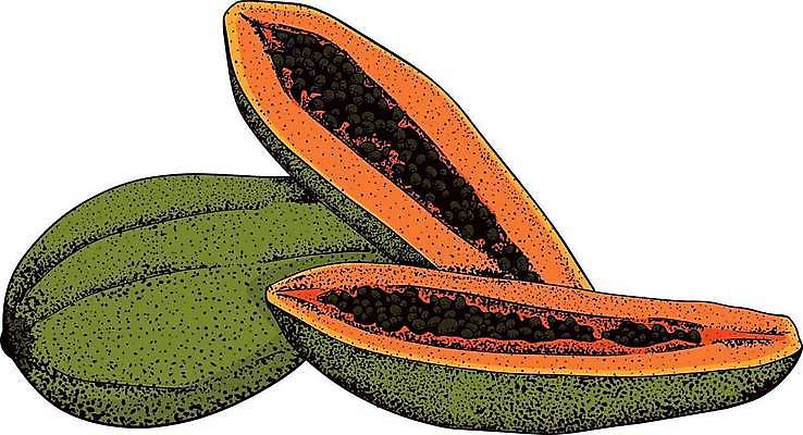 EPS 해외이미지 식물 디자인 선 음식 조각 농업 다이어트 과일 일러스트 재료 자연 잉크 건강 정원 검은색 수확 신선 달콤 맛 낙서 스케치 그림 유기농 슬라이스 윤곽 손그림 내추럴 고립 숙성 엘리먼트 이국적 채식주의자 핸드메이드 비건 해외일러스트 웰빙 산업 컬러 컨셉 미술 생태계 채식 파일형식 벡터 이미지허브