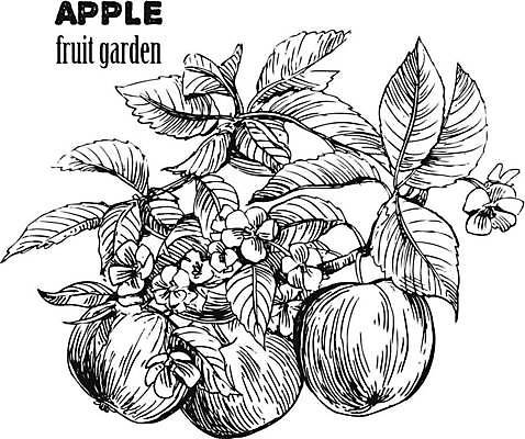 EPS 해외이미지 디자인 잎 일러스트 사람없음 사과 스케치 사과꽃 해외일러스트 식물 꽃 과일 미술 파일형식 벡터 이미지허브
