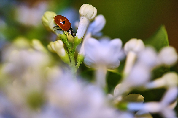 포토 JPG 해외이미지 식물 동물 꽃잎 꽃 곤충 백그라운드 잎 꽃무늬 자연 초원 사람없음 야외 아웃포커스 가로 빨간색 초록색 여름 파란색 컬러풀 태양 뷰티 환경 정원 보라색 봄 벚꽃 점 개화 벌레 작음 제비꽃 딱정벌레 무당벌레 라일락 내추럴 해외포토 자연요소 계절 컬러 무늬 촬영기법 크기 생태계 파일형식 이미지허브