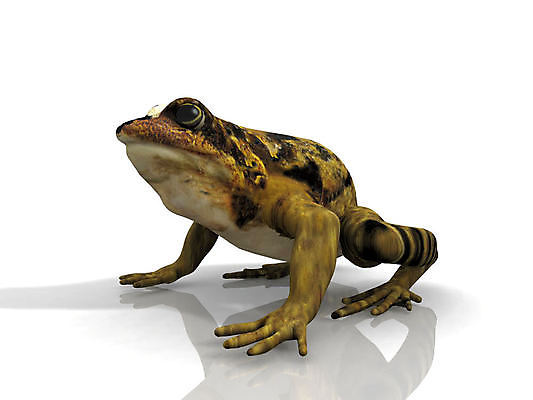 포토 JPG 해외이미지 동물 야생동물 일러스트 자연 양서류 앉기 사람없음 초록색 물 환경 숲 열대우림 생태계 생태학 해외일러스트 자연요소 교육 컬러 모션 파일형식 이미지허브