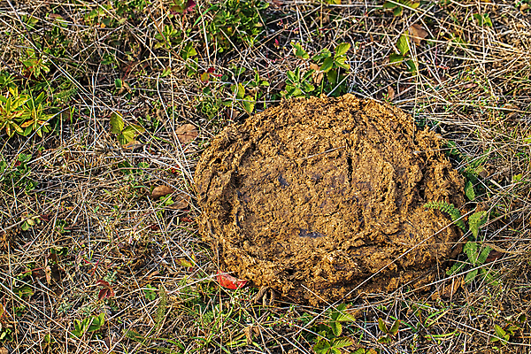포토 JPG 해외이미지 동물 백그라운드 밭 자연 추상 건조 사람없음 야외 농장 갈색 환경 정원 신선 소 유기농 황소 냄새 흙더미 내추럴 거름 찰과상 해외포토 웰빙 컬러 무늬 농업 포유류 흙 상처 생태계 파일형식 더미 이미지허브