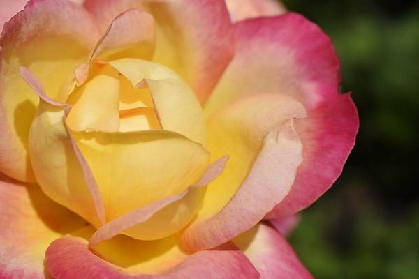 포토 JPG 해외이미지 식물 꽃잎 꽃 분홍색 백그라운드 잎 꽃무늬 자연 휴가 발렌타인데이 선물 사랑 사람없음 초록색 물 빛 뷰티 장미 노란색 정원 어둠 봄 낭만 젖음 벚꽃 물방울 축하 신선 신용카드 개화 야간 이슬 관목 원예 향기 내추럴 세련 해외포토 자연요소 나무 계절 감정 컬러 컨셉 무늬 데이이벤트 취미 금융 생태계 냄새 파일형식 이미지허브