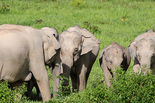 포토 JPG 해외이미지 동물 공원 아시아 야생동물 여행 포유류 가족 태국 자연 코끼리 종류 동양인 사람없음 환경 힘 아기 보호 숲 큼 인도인 코 멸종 내추럴 벌목 인구 전국 지능 해외포토 외국인 공공시설 나라 컨셉 관계 사람 인종 신체부위 크기 생태계 파일형식 이미지허브