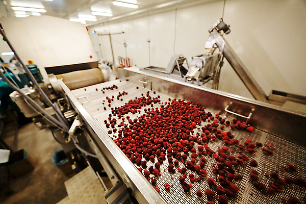 포토 JPG 해외이미지 공장 사람없음 냉동 기계 제조 산딸기 분류 식품공장 냉동식품 해외포토 음식 과일 공업 파일형식 이미지허브