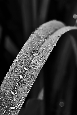 포토 JPG 해외이미지 식물 줄기 잎 자연 아침 잔디 초원 사람없음 세로 물 여름 빛 환경 젖음 성장 물방울 신선 칼날 떨어짐 이슬 수분 빗방울 순수 묘사 질감 내추럴 블러 생태학 많음 해외포토 주간 자연요소 계절 교육 컨셉 비_날씨 생태계 파일형식 이미지허브