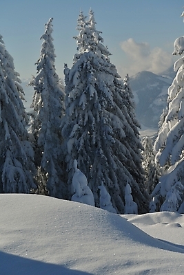포토 JPG 해외이미지 주간 나무 겨울 사람없음 야외 설원 눈 겨울풍경 눈덮임 해외포토 자연요소 식물 계절 컨셉 날씨 눈_날씨 풍경 파일형식 이미지허브