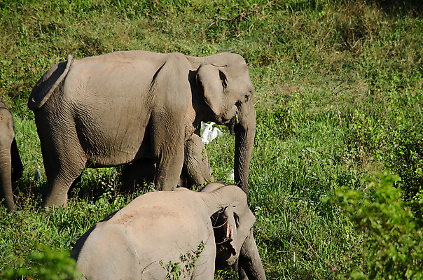 포토 JPG 해외이미지 동물 공원 아시아 야생동물 여행 포유류 가족 태국 자연 코끼리 종류 동양인 사람없음 환경 힘 아기 보호 숲 큼 인도인 코 멸종 내추럴 벌목 인구 전국 지능 해외포토 외국인 공공시설 나라 컨셉 관계 사람 인종 신체부위 크기 생태계 파일형식 이미지허브