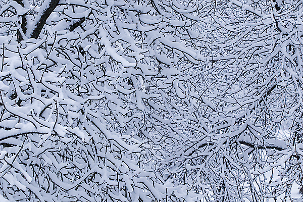 포토 JPG 해외이미지 나무 디자인 계절 공원 여행 백그라운드 컨셉 크리스마스 겨울 자연 지붕 동화 날씨 휴가 주택 풍경 사람없음 야외 마을 환경 정원 검은색 회색 추위 수확 흰색 나뭇가지 신선 눈송이 떨어짐 숲 묘사 서리 폭풍 타운 무거움 솜털 눈보라 폭설 눈내림 해외포토 식물 공공시설 기념일 컬러 농업 눈_날씨 건물 도시 무게 자연재해 생태계 파일형식 이미지허브