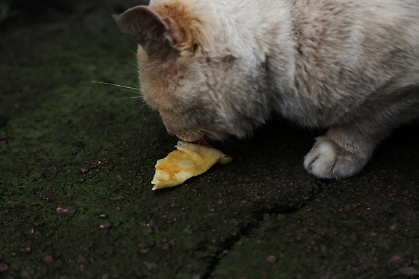 포토 JPG 해외이미지 동물 접시 응시 얼굴 음식 빵 컨셉 2 포유류 자연 거리 털 사람없음 야외 반려동물 검은색 식사 저녁식사 고양이 줄무늬 우유 흰색 표현 사발 핥기 먹이 가난 먹기 배고픔 얼룩무늬 솜털 노숙자 수유 동정 해외포토 식기 시선 컬러 무늬 모션 유제품 신체부위 사기그릇 생태계 파일형식 이미지허브