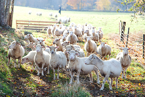 포토 JPG 해외이미지 동물 밭 농업 사람없음 야외 농장 펜 맑음 가축 흰색 시골 양 그룹 가득함 호기심 양모 해외포토 감정 산업 컬러 컨셉 포유류 날씨 필기구 직물 파일형식 이미지허브