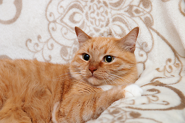 포토 JPG 해외이미지 한마리 응시 엎드리기 실내 사람없음 귀여움 고양이 카펫 해외포토 1 시선 컨셉 포유류 모션 내부 반려동물 파일형식 이미지허브