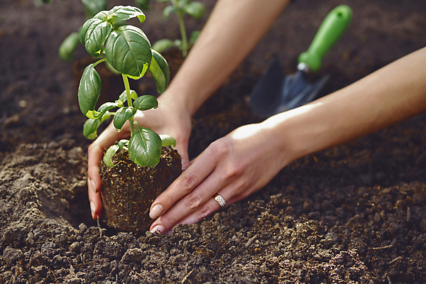 포토 JPG 해외이미지 손 여자 화분 자연 들기 야외 아웃포커스 신체부위 정원 흙 모종삽 삽 바질 모종 심기 해외포토 모션 촬영기법 사람 생태계 파일형식 이미지허브