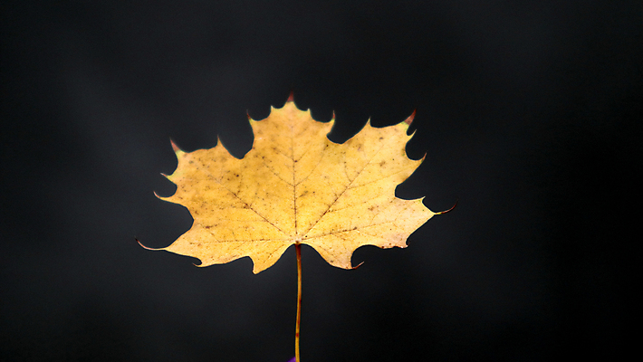 포토 JPG 해외이미지 식물 디자인 계절 공원 백그라운드 단풍 잎 캐나다 패턴 오렌지 자연 추상 건조 사람없음 장식 컬러풀 뷰티 노란색 우주 환경 침묵 달력 가을 변화 황금 숲 9월 싱글 질감 정사각형 10월 내추럴 강렬 떠남 엘리먼트 해외포토 도형 공공시설 컬러 컨셉 북아메리카 무늬 과일 모션 소리 날짜 생태계 파일형식 이미지허브
