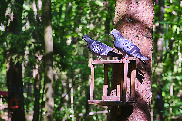 포토 JPG 해외이미지 나무 공원 꽃 음식 이동 겨울 자연 조류 바람 휴가 주택 씨앗 사람없음 목재 컬러풀 맑음 회색 추위 흰색 도시 고독 먹이 낟알 기아 배고픔 깃털 싱글 참새 내추럴 소셜네트워크 혼자 해외포토 자연요소 식물 동물 계절 공공시설 감정 컬러 컨셉 재료 날씨 건물 사회이슈 생태계 파일형식 이미지허브