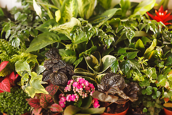 포토 JPG 해외이미지 식물 화분 화초 분홍색 백그라운드 잎 자연 실내 사람없음 장식 빨간색 초록색 인테리어 세트 정원 도자기 화려 냄비 수집 원예 질감 슛 아이비 생태학 해외포토 디자인 교육 컬러 컨셉 취미 내부 솥 생태계 파일형식 이미지허브