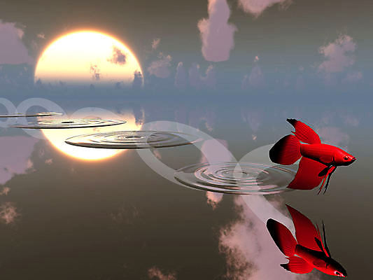 포토 JPG 해외이미지 동물 구름 야생동물 바다 하늘 어류 사람없음 빨간색 물 태양 점프 원형 해외포토 자연요소 도형 컬러 모션 수중동물 파일형식 이미지허브