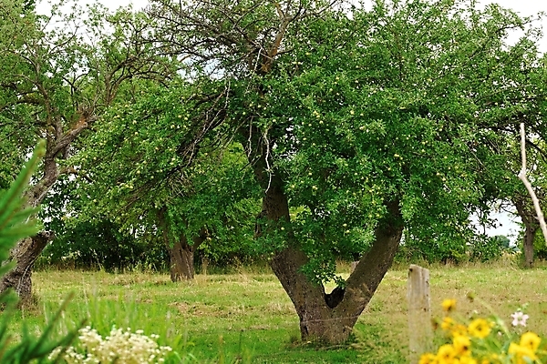 포토 JPG 해외이미지 나무 식물 계절 음식 줄기 백그라운드 잎 농업 과일 자연 하늘 건강 취미 사람없음 야외 빨간색 초록색 파란색 농작물 햇빛 농장 정원 수확 나뭇가지 신선 선택 달콤 사과 과수원 유기농 내추럴 대장장이 숙성 맛있는 해외포토 웰빙 산업 컬러 컨셉 태양 맛 생태계 파일형식 이미지허브