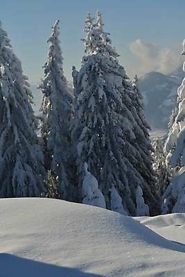 포토 JPG 해외이미지 주간 나무 겨울 사람없음 야외 설원 눈 겨울풍경 눈덮임 해외포토 자연요소 식물 계절 컨셉 날씨 눈_날씨 풍경 파일형식 이미지허브