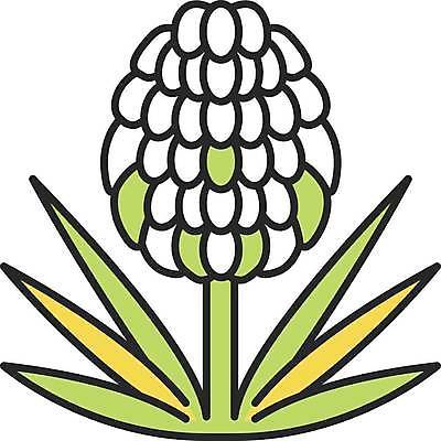 EPS 해외이미지 클립아트 식물 디자인 꽃 컨셉 잎 꽃무늬 일러스트 자연 멕시코 장식 픽토그램 웹 사막 벚꽃 만화 관목 가득함 심볼 그림 상록수 고립 영원 이국적 히아신스 스타일 해외일러스트 나무 북아메리카 무늬 인터넷 생태계 파일형식 벡터 이미지허브