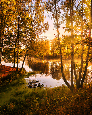 포토 JPG 해외이미지 나무 자연 하늘 사람없음 야외 햇빛 일몰 숲속 숲 해외포토 식물 태양 노을 생태계 파일형식 이미지허브