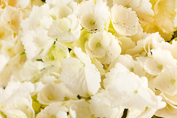 포토 JPG 해외이미지 식물 꽃잎 꽃 꽃다발 잎 자연 선물 사람없음 초록색 여름 정원 흰색 신선 수국 해외포토 계절 컬러 생태계 파일형식 이미지허브