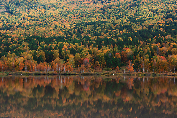 포토 JPG 해외이미지 주간 호수 사람없음 야외 반사 숲 해외포토 자연요소 파일형식 이미지허브