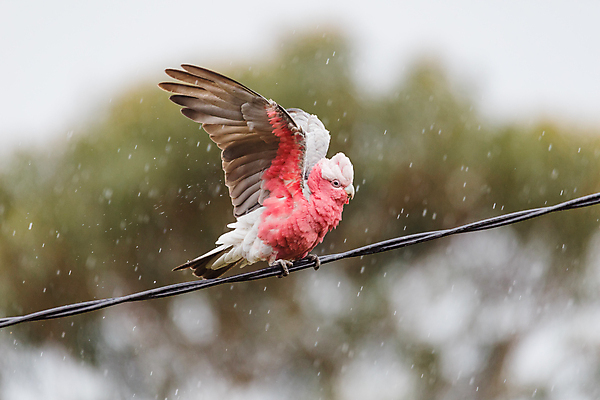 포토 JPG 해외이미지 동물 공원 야생동물 분홍색 자연 조류 잔디 사람없음 초록색 컬러풀 머리 회색 흰색 쌍 먹기 배고픔 깃털 부리 바쁨 앵무새 교외 잉꼬 해외포토 식물 공공시설 컬러 모션 신체부위 생태계 파일형식 이미지허브