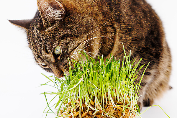 포토 JPG 해외이미지 식물 한마리 응시 실내 사람없음 귀여움 고양이 먹기 흰배경 해외포토 1 시선 백그라운드 컨셉 포유류 모션 내부 반려동물 흰색 파일형식 이미지허브