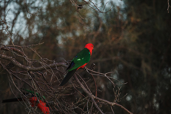 포토 JPG 해외이미지 나무 동물 공원 여자 남자 야생동물 백그라운드 날개 자연 조류 사람없음 야외 빨간색 초록색 물 컬러풀 뷰티 나뭇가지 호주 왕 열대우림 깃털 부리 앵무새 내추럴 동물상 해외포토 자연요소 식물 공공시설 컬러 사람 조형물 오세아니아 숲 생태계 파일형식 이미지허브