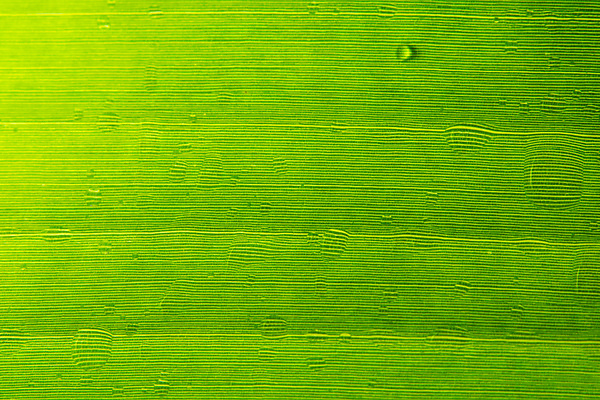 포토 JPG 해외이미지 식물 백그라운드 잎 패턴 자연 추상 사람없음 초록색 여름 환경 봄 성장 신선 묘사 유기농 질감 정맥 내추럴 대칭 해외포토 웰빙 계절 컬러 무늬 생태계 혈관 파일형식 이미지허브