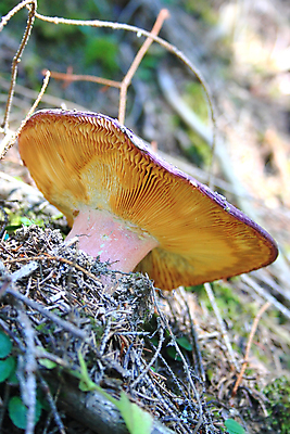 포토 JPG 해외이미지 나무 식물 공원 음식 채소 자연 바닥 사람없음 목재 버섯 가을 숲 날것 침엽수 곰팡이 식용 해외포토 계절 공공시설 재료 생태계 파일형식 이미지허브