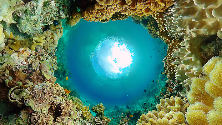 포토 JPG 해외이미지 동물 야생동물 바다 여행 백그라운드 자연 어류 풍경 사람없음 물 컬러풀 환경 바닷속 수중 수영 탐험 스노클링 산호 생태계 다이빙 장면 암초 발견 깊이 이국적 해외포토 자연요소 컬러 수중동물 수상스포츠 자포동물 수중스포츠 파일형식 이미지허브