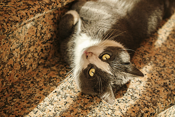 포토 JPG 해외이미지 한마리 응시 실내 사람없음 눕기 햇빛 귀여움 고양이 대리석 해외포토 1 시선 컨셉 재료 포유류 모션 내부 반려동물 태양 파일형식 이미지허브