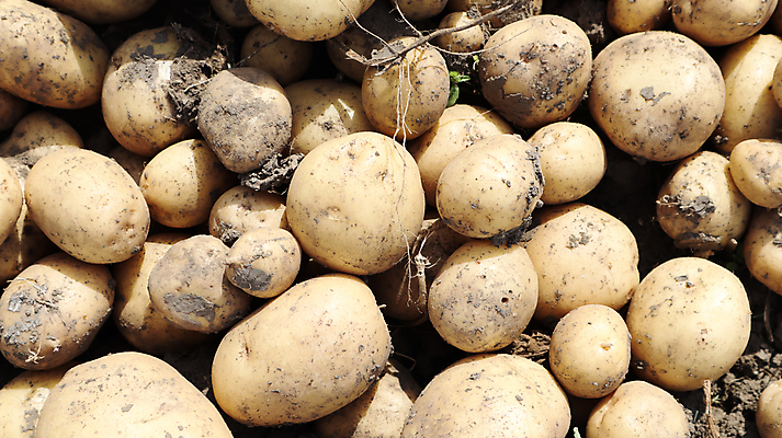 포토 JPG 해외이미지 주간 감자 사람없음 야외 농작물 여러개 수확 가득함 해외포토 자연요소 다수 농업 채소 파일형식 이미지허브