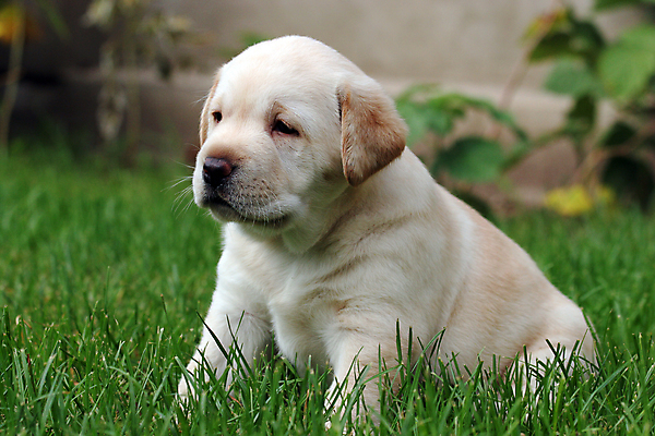 포토 JPG 해외이미지 응시 공원 행복 어린이 공 놀이 사람없음 초록색 빛 반려동물 태양 노란색 귀여움 검은색 기쁨 개 리트리버 달콤 강아지 숲 래브라도리트리버 창백 기르기 유래 해외포토 자연요소 동물 시선 공공시설 감정 컬러 컨셉 포유류 사람 맛 돌봄 파일형식 이미지허브