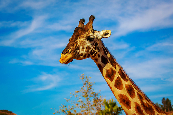 포토 JPG 해외이미지 동물 북아메리카 포유류 사람없음 야외 가로 컬러풀 미국 기린 캘리포니아 해외포토 컬러 아메리카 파일형식 이미지허브
