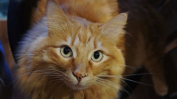 포토 JPG 해외이미지 한마리 실내 사람없음 아웃포커스 귀여움 고양이 어둠 해외포토 1 컨셉 포유류 촬영기법 내부 반려동물 파일형식 이미지허브