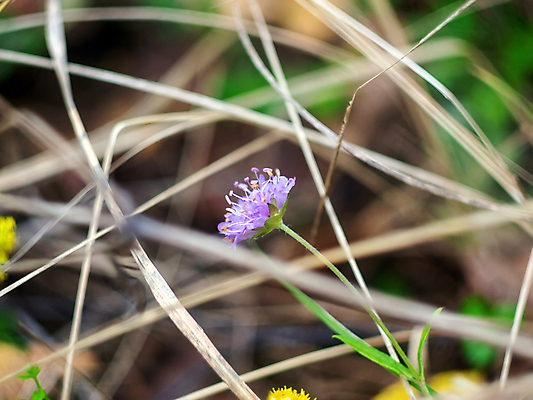 포토 JPG 해외이미지 나무 식물 계절 공원 꽃 백그라운드 잎 밭 자연 하늘 건조 사람없음 야외 초록색 파란색 빛 컬러풀 햇빛 뷰티 노란색 환경 정원 맑음 성장 벚꽃 흰색 시골 신선 개화 숲 작음 땅 내추럴 옛날 해외포토 공공시설 컬러 농업 날씨 태양 크기 생태계 파일형식 이미지허브