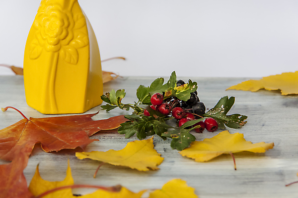 포토 JPG 해외이미지 나무 식물 계절 열매 백그라운드 컨셉 잎 꽃무늬 오렌지 가정 호박 휴가 사람없음 장식 초록색 컬러풀 태양 노란색 환경 맑음 어둠 할로윈 수확 시골 신선 황금 추수감사절 내추럴 해외포토 자연요소 꽃 기독교 컬러 무늬 농업 채소 과일 날씨 파일형식 이미지허브