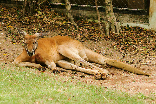 포토 JPG 해외이미지 동물 응시 시선 아시아 얼굴 야생동물 백그라운드 오렌지 포유류 자연 털 사람없음 뷰티 머리 검은색 고양이 줄무늬 분노 흰색 표현 호랑이 위험 큼 사파리 사냥 육식동물 사냥꾼 멸종 표범 공격적 시베리아 해외포토 직업 감정 나라 컬러 컨셉 무늬 과일 신체부위 반려동물 크기 생태계 파일형식 이미지허브