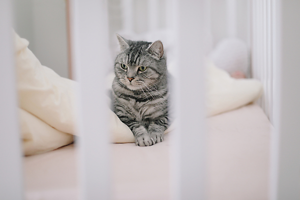 포토 JPG 해외이미지 한마리 응시 엎드리기 실내 사람없음 아웃포커스 귀여움 고양이 이불 소프트포커스 스코티쉬스트레이트 해외포토 1 시선 컨셉 포유류 침구 모션 촬영기법 내부 반려동물 파일형식 이미지허브