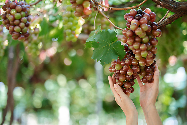 포토 JPG 해외이미지 식물 손 계절 여자 음식 밭 농업 과일 자연 포도 노동자 건강 사람 풍경 사람없음 빨간색 초록색 여름 농장 와인 보라색 수확 가을 시골 신선 업무 농부 다발 수집 유기농 포도밭 포도나무 내추럴 밭일 숙성 양조장 해외포토 직업 웰빙 산업 컬러 주류 신체부위 작업 과일나무 생태계 파일형식 이미지허브