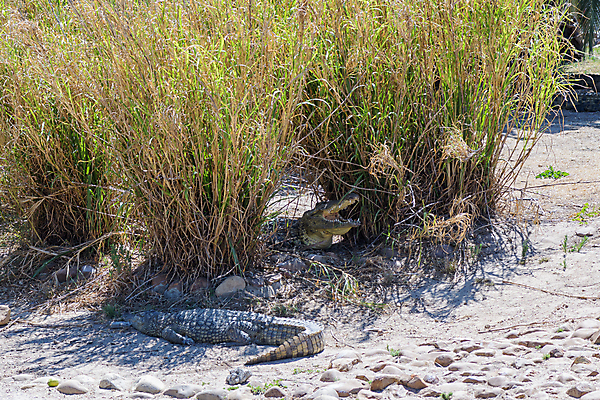 포토 JPG 해외이미지 동물 야생동물 모래 파충류 아프리카 아침 갈대 사람없음 물 여름 햇빛 보호 그늘 육식동물 악어 남아프리카 해외포토 주간 자연요소 식물 계절 나라 컨셉 태양 파일형식 이미지허브