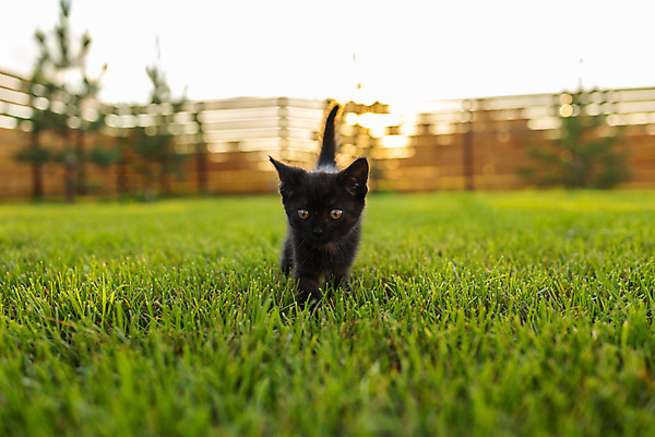 포토 JPG 해외이미지 주간 한마리 새끼 잔디 초원 사람없음 야외 아웃포커스 울타리 태양 귀여움 고양이 길고양이 해외포토 자연요소 식물 동물 1 컨셉 포유류 촬영기법 담장 반려동물 파일형식 이미지허브