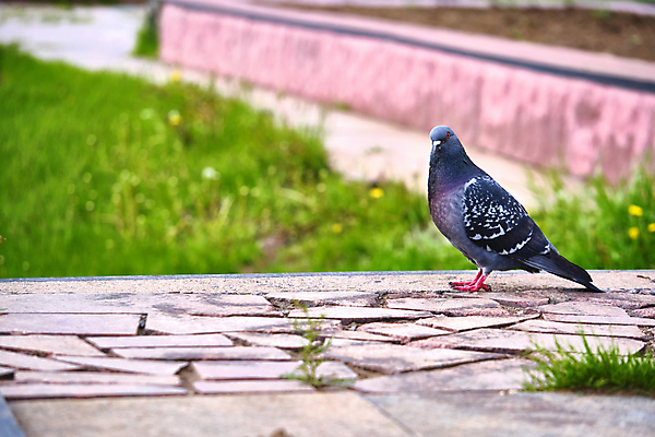 포토 JPG 해외이미지 동물 한마리 1 공원 야생동물 백그라운드 날개 자연 조류 거리 사람없음 야외 가로 물 햇빛 뷰티 평화 회색 자유 흰색 도시 기다림 닫기 작음 심볼 깃털 싱글 비둘기 부리 시티라이프 내추럴 고립 해외포토 자연요소 라이프스타일 공공시설 컬러 컨셉 모션 태양 크기 생태계 파일형식 이미지허브