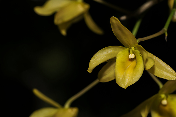 포토 JPG 해외이미지 식물 꽃잎 꽃 선 백그라운드 자연 사람없음 장식 뷰티 노란색 평화 검은색 스파 흰색 신선 난초 테라피 내추럴 고립 해외포토 컬러 컨셉 생태계 파일형식 이미지허브
