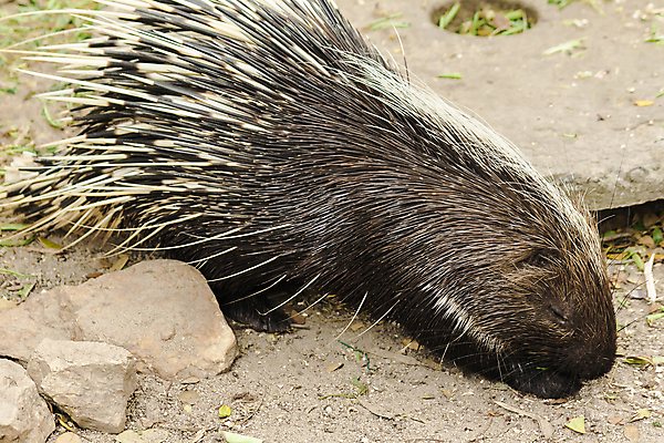 포토 JPG 해외이미지 동물 응시 아시아 얼굴 야생동물 패턴 포유류 자연 뼈 털 앉기 사람없음 반려동물 검은색 코트 덮개 흰색 가시 수비 보호 설치류 숲 위험 큼 인도인 척추 묘사 만족 질감 날카로움 귀 갈기 고슴도치 내추럴 동물상 땅바닥 땅파기 스텝 아르메니아 해외포토 외국인 시선 감정 나라 컬러 컨셉 무늬 모션 바닥 동양인 신체부위 조형물 외투 뚜껑 크기 생태계 파일형식 이미지허브
