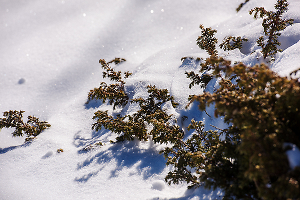 포토 JPG 해외이미지 주간 잎 겨울 사람없음 야외 설원 눈 소프트포커스 겨울풍경 눈덮임 묻힘 해외포토 자연요소 식물 계절 컨셉 모션 날씨 눈_날씨 촬영기법 풍경 파일형식 이미지허브