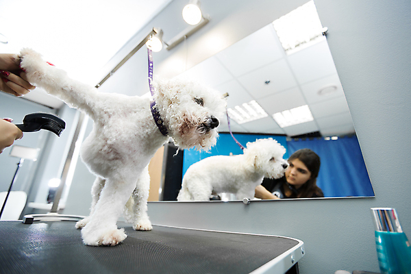 포토 JPG 해외이미지 손 여자 실내 한명 들기 상반신 성인 앞모습 신체부위 반려동물 반사 개 강아지 돌봄 애견미용 애견빗 성인여자한명만 해외포토 동물 1 뷰포인트 포유류 모션 사람 내부 뷰티 애견용품 여자한명만 성인여자만 파일형식 이미지허브